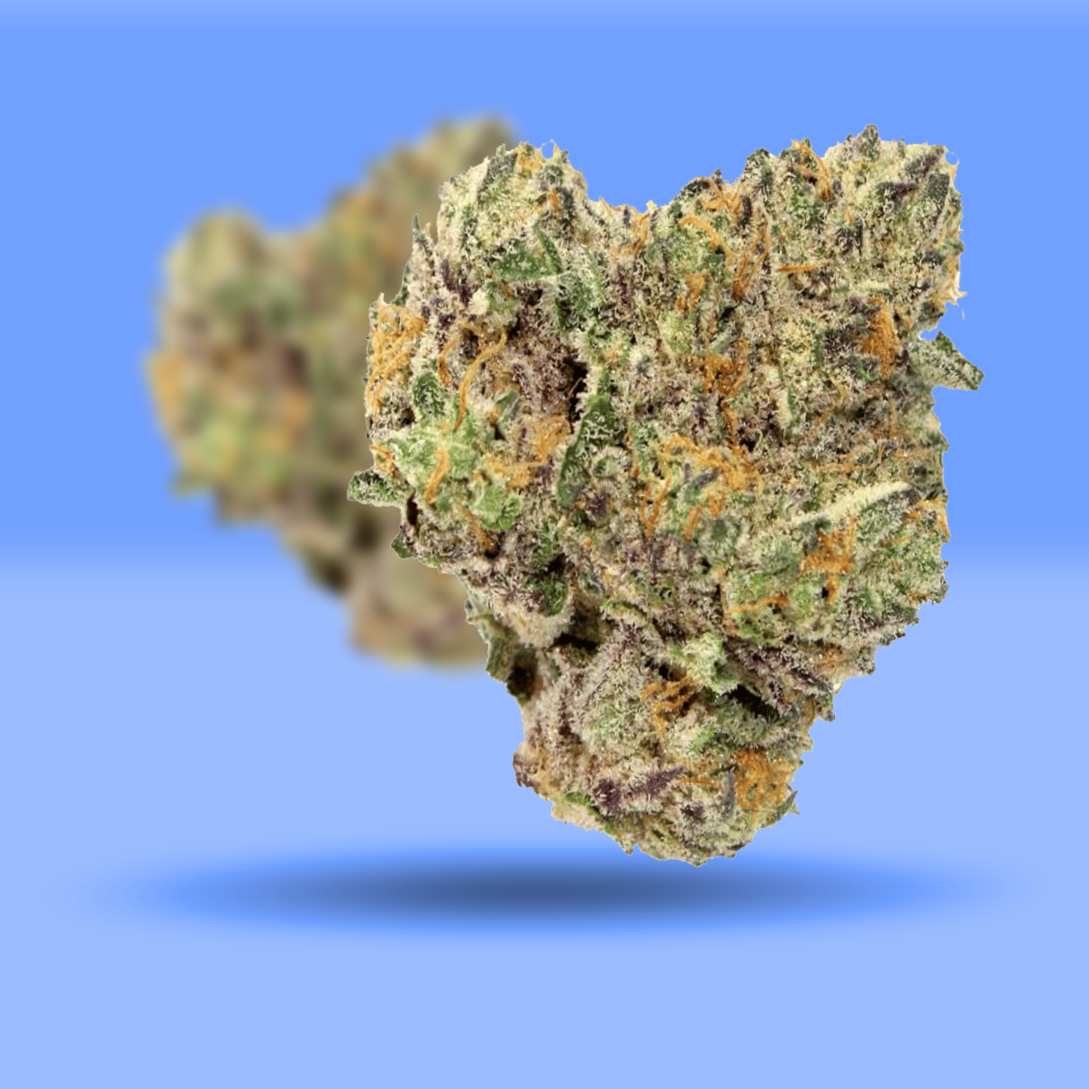 Shifter Kush