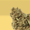 Pistou Kush