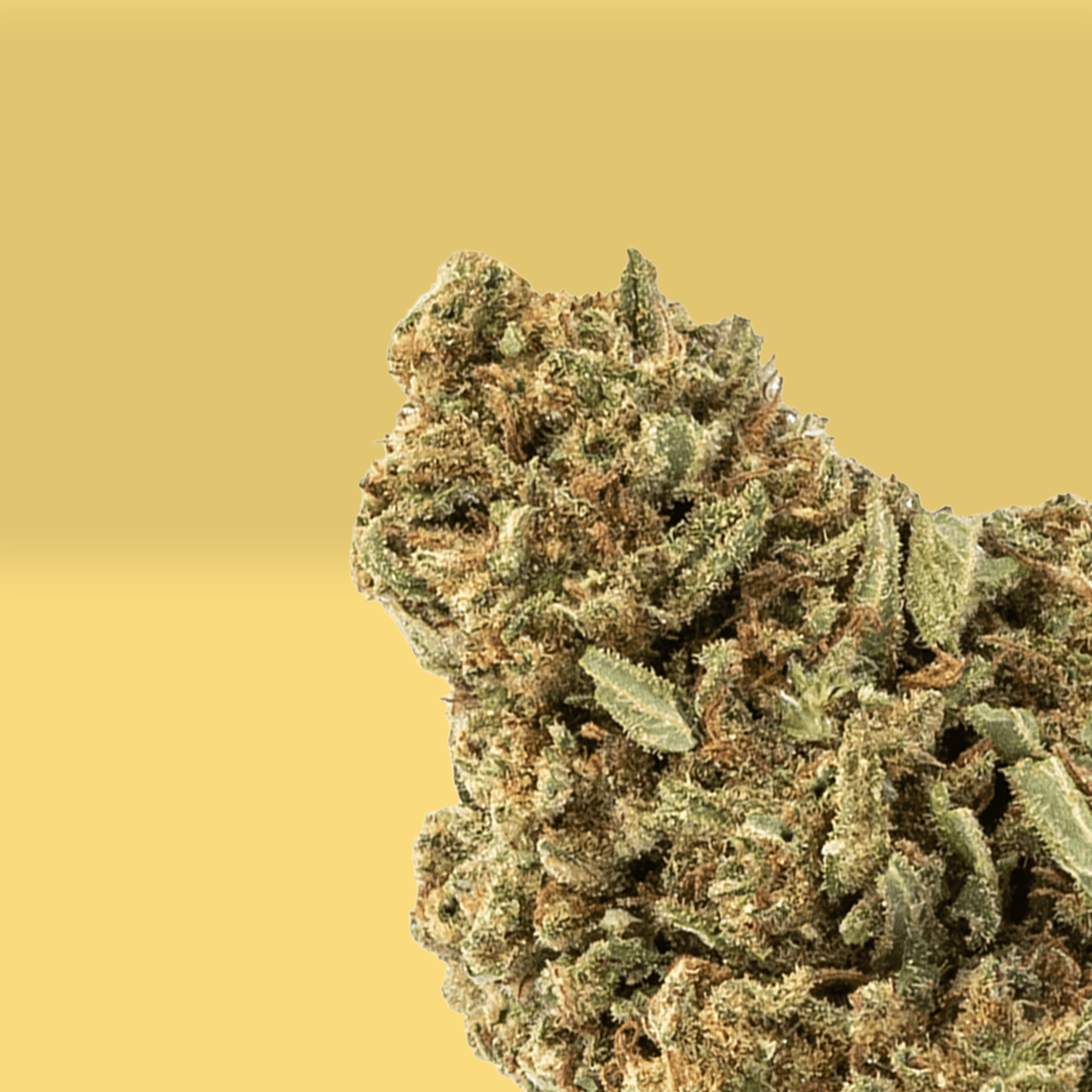 Pistou Kush